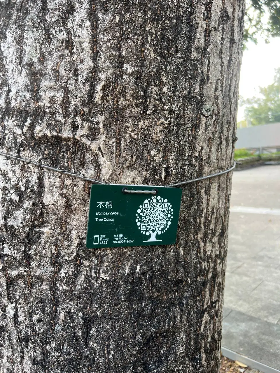 В Гонконге все деревья пронумерованы!
У каждого дерева свой ID и QR-код со ссылкой на карточку дерева в системе | Сетка — социальная сеть от hh.ru