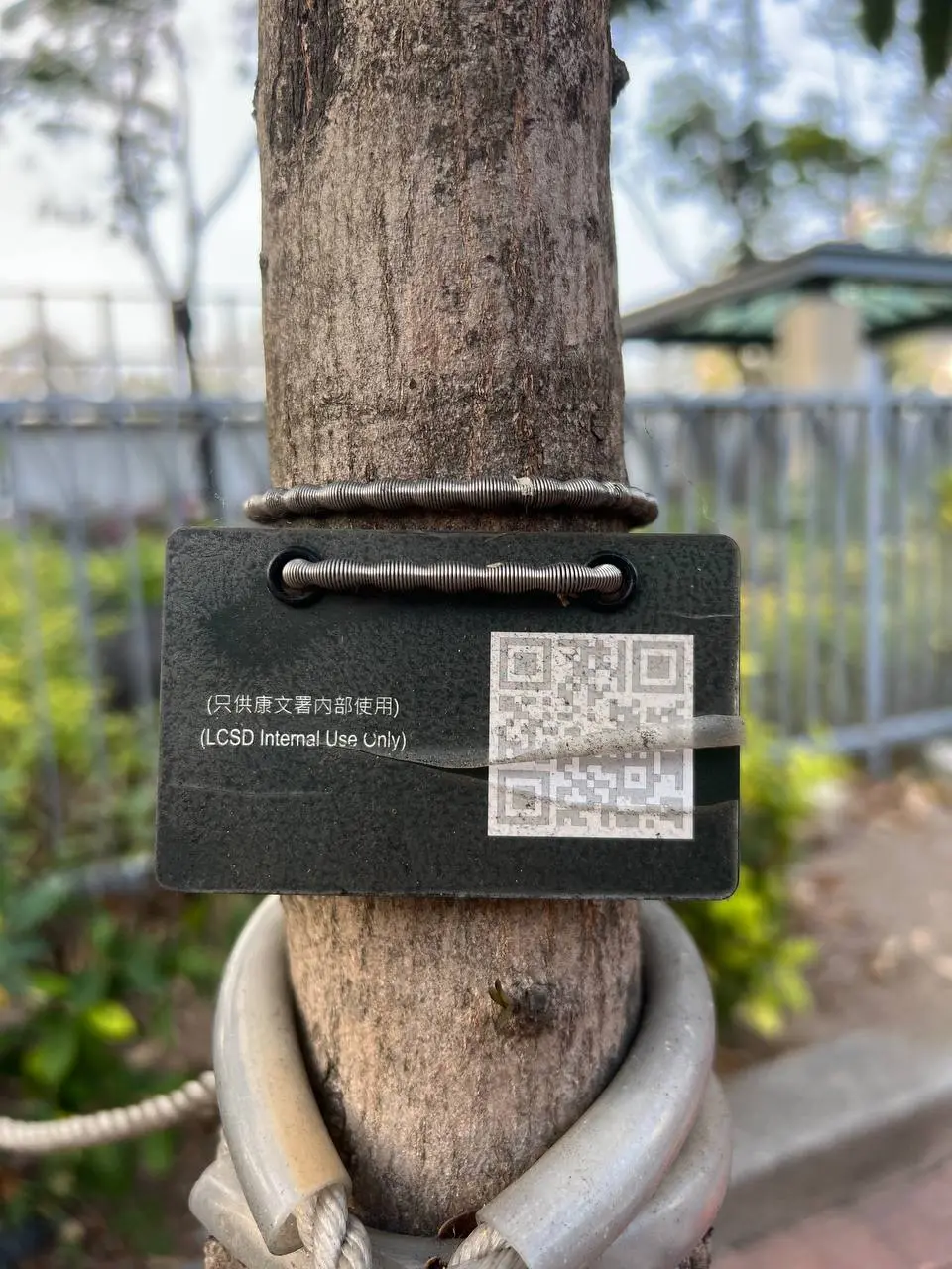 В Гонконге все деревья пронумерованы!
У каждого дерева свой ID и QR-код со ссылкой на карточку дерева в системе | Сетка — социальная сеть от hh.ru