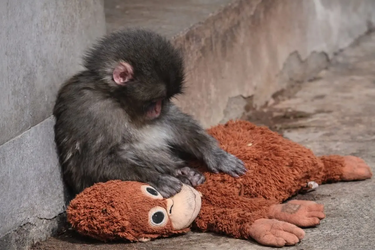 🍚#disimon
IKEA поддержала грустного малыша Панча 
На выходных весь интернет обсуждал маленькую обезьянку по имени Панч. Он везде ходит с плюшевой игрушкой орангутанга и крепко ее обнимает | Сетка — социальная сеть от hh.ru