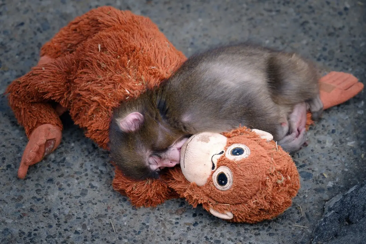 🍚#disimon
IKEA поддержала грустного малыша Панча 
На выходных весь интернет обсуждал маленькую обезьянку по имени Панч. Он везде ходит с плюшевой игрушкой орангутанга и крепко ее обнимает | Сетка — социальная сеть от hh.ru