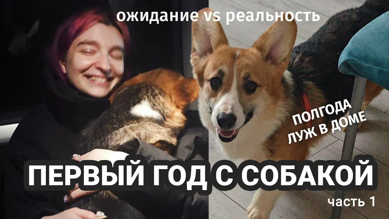 Я родила новое видео!!! 😳
Решила сделать серию полезных видео о том, что такое завести свою первую собаку, потому что это реально бывает сложно
Постаралась вложить туда всё, что смогла вспомнить | Сетка — социальная сеть от hh.ru