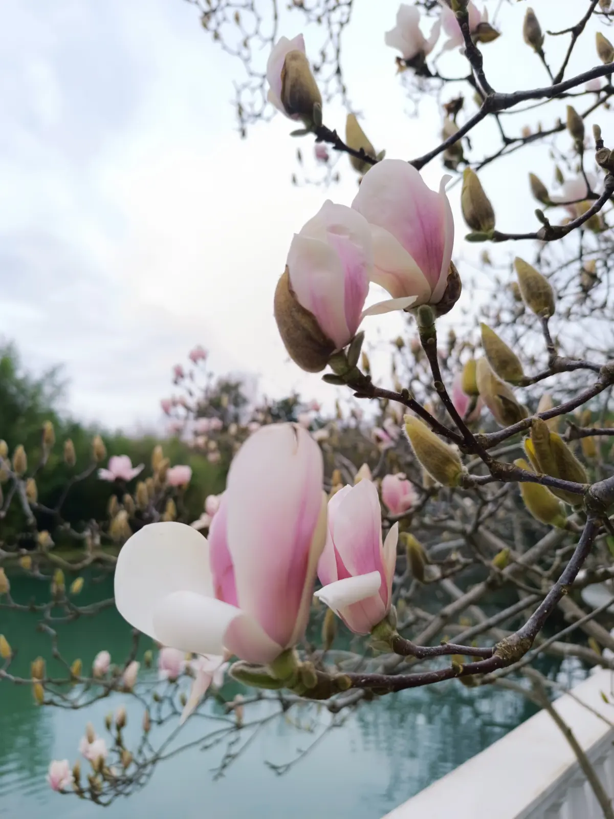 Весна официально вступила в свои права🌸
В парке уже распускаются первые бутоны тюльпанового дерева, зацвели айва японская, нежная камелия,нарциссы
и не только🌷🌺🪻
Природа оживает, и на душе становится ... | Сетка — социальная сеть от hh.ru