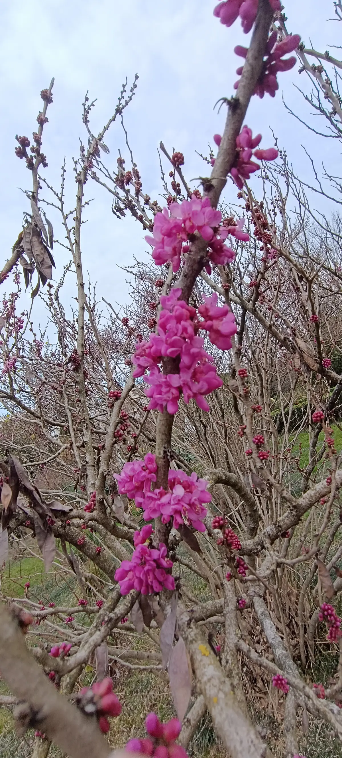 Весна официально вступила в свои права🌸
В парке уже распускаются первые бутоны тюльпанового дерева, зацвели айва японская, нежная камелия,нарциссы
и не только🌷🌺🪻
Природа оживает, и на душе становится ... | Сетка — социальная сеть от hh.ru
