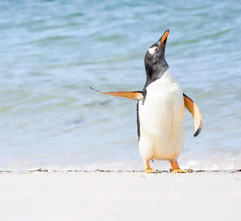 Размышления пост
Сегодня 23 февраля. У нас традиционно его называют «праздником мужчин». И мне хотелось бы поразмышлять над мужчинами-филологами | Сетка — социальная сеть от hh.ru