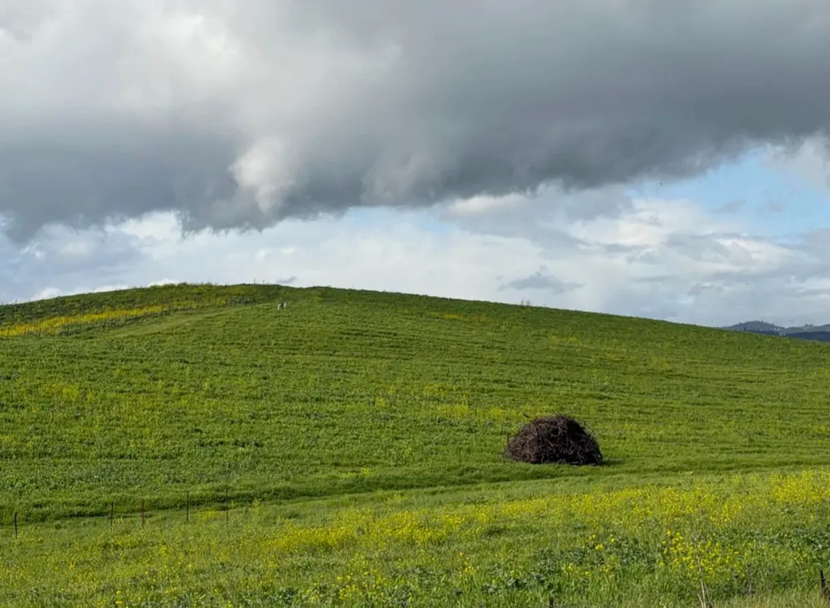 Тот самый холм с обоев Windows XP | Сетка — социальная сеть от hh.ru