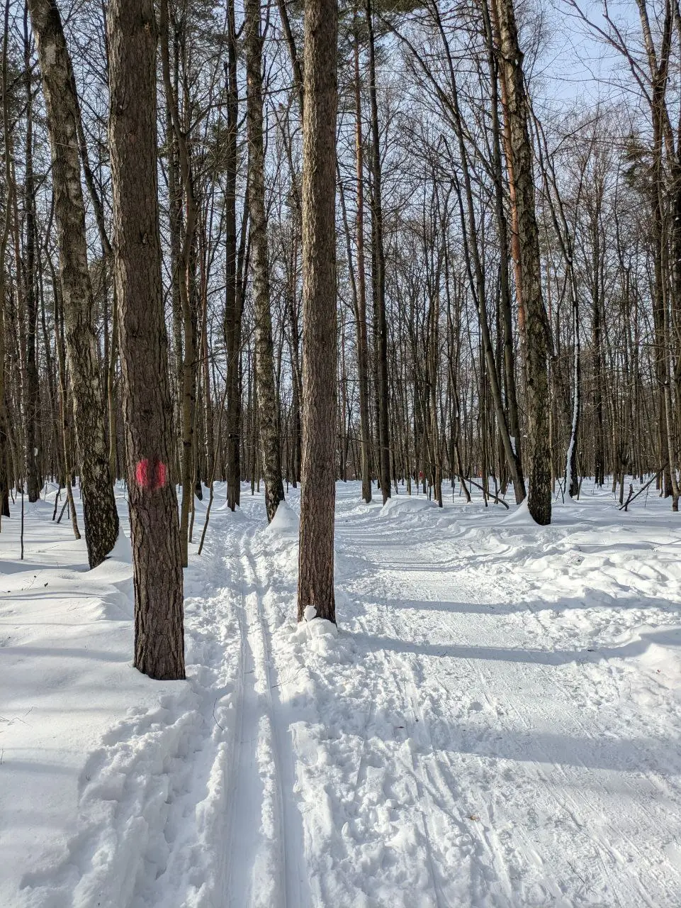 🎿 Медленная vs быстрая лыжня
Эта зима в Москве просто рай для любого лыжника. Решил прокатиться и понаблюдать как у меня в лесопарке сложилась лыжня двух скоростей | Сетка — социальная сеть от hh.ru