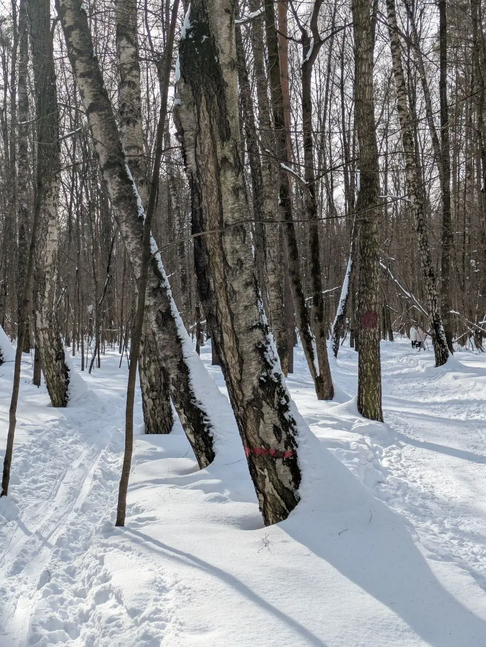 🎿 Медленная vs быстрая лыжня
Эта зима в Москве просто рай для любого лыжника. Решил прокатиться и понаблюдать как у меня в лесопарке сложилась лыжня двух скоростей | Сетка — социальная сеть от hh.ru