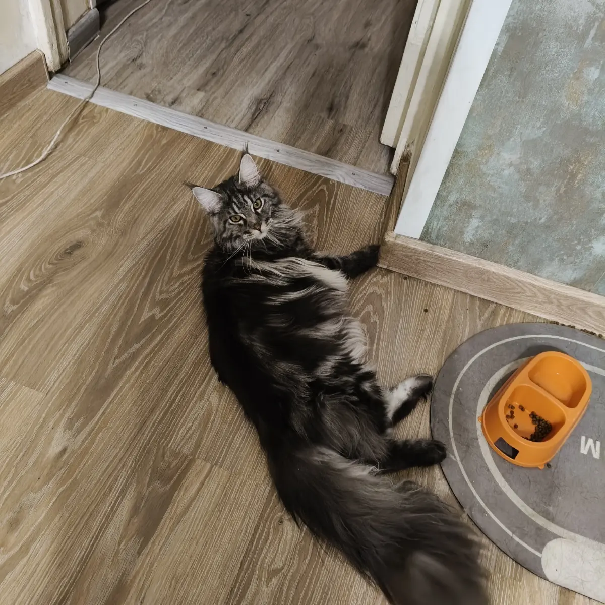 От Purina к Savita: как Веник научил нас экономить | Сетка — социальная сеть от hh.ru
