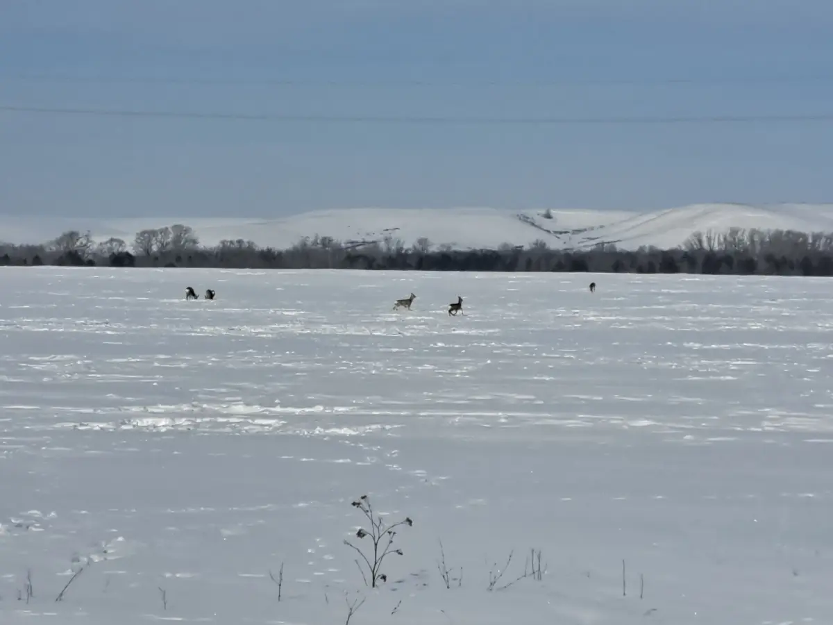 🪖 Друзья, с 23 февраля! 🇷🇺 | Сетка — социальная сеть от hh.ru