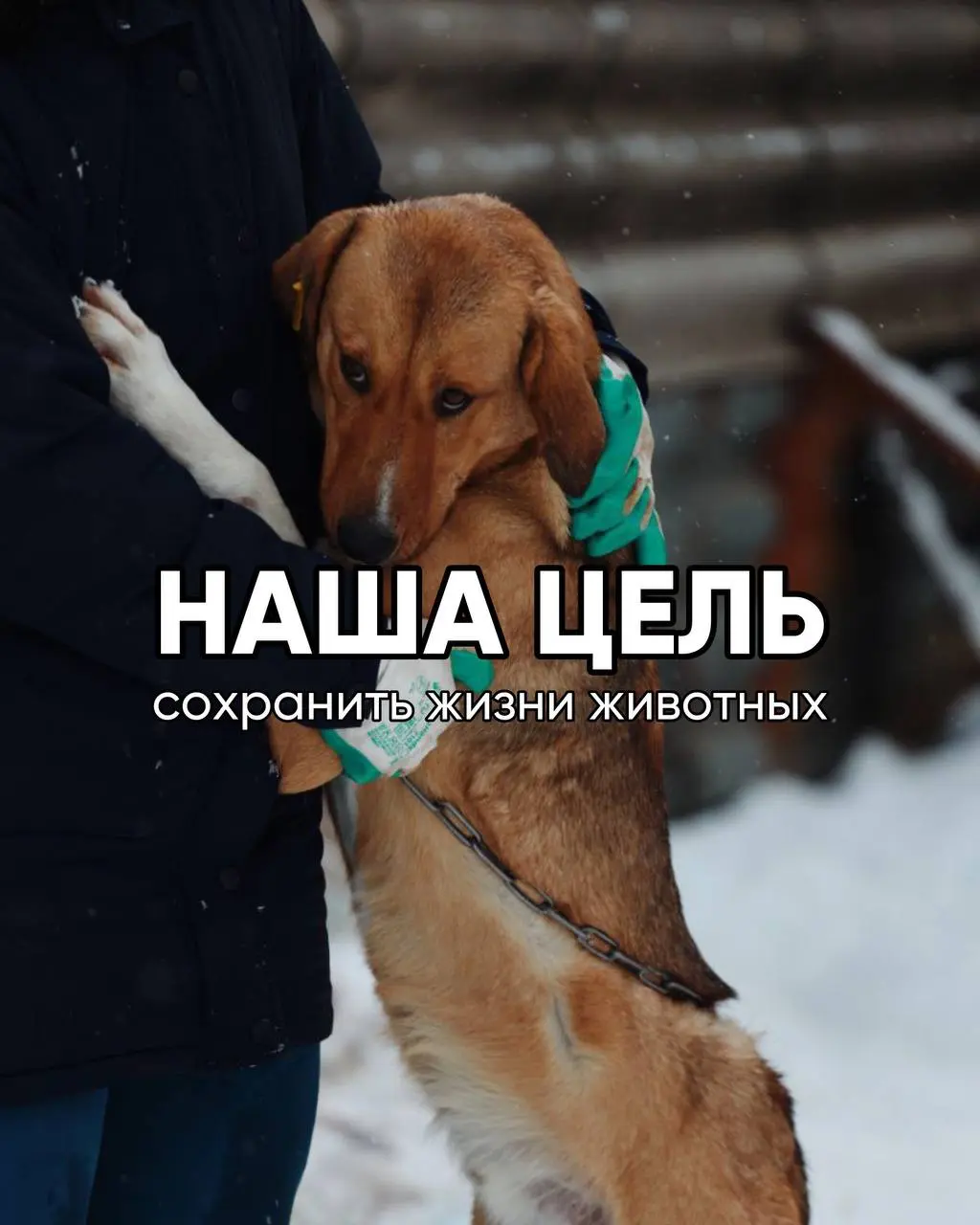 НАША ЦЕЛЬ:
спасти животных г | Сетка — социальная сеть от hh.ru