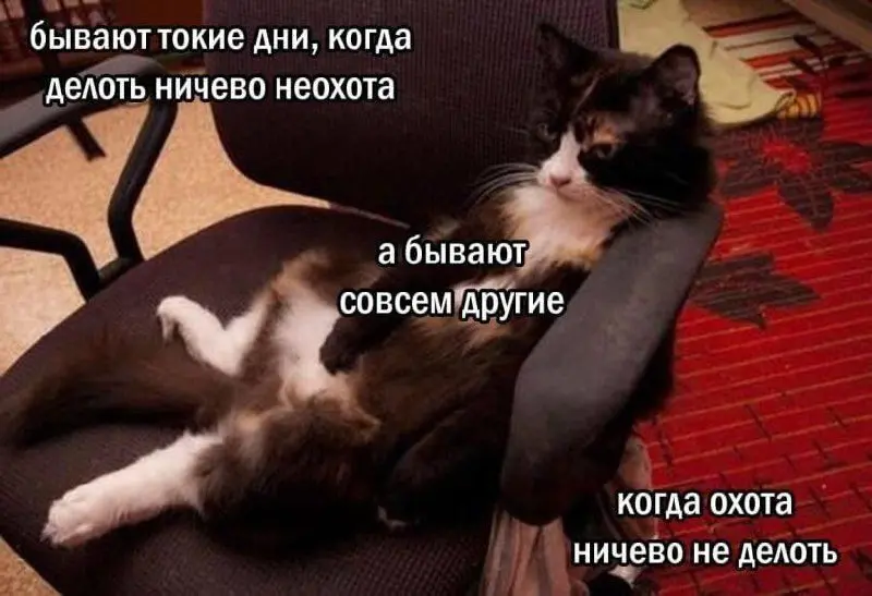 Два варианта - выбирай 😂😂
От любимого клиента Елены ❤️
#Юмор@poldner #Коты@poldner | Сетка — социальная сеть от hh.ru