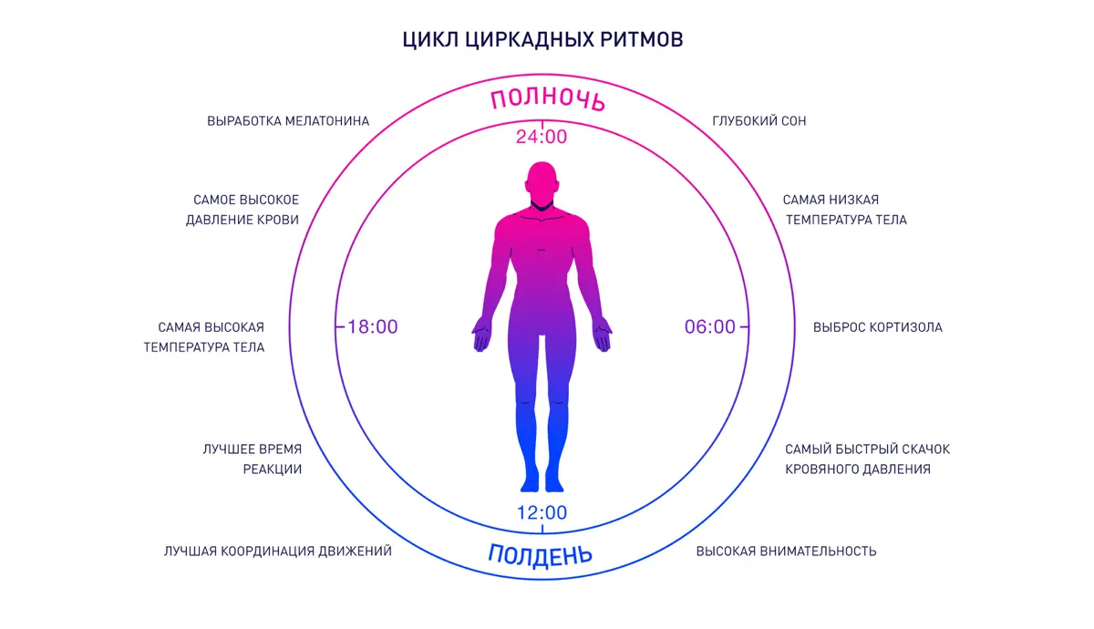 Как наши циркадные ритмы отражаются на работе | Сетка — социальная сеть от hh.ru