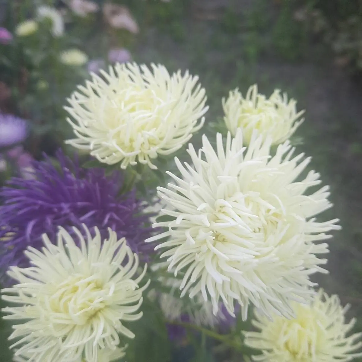 Ирина Диденко