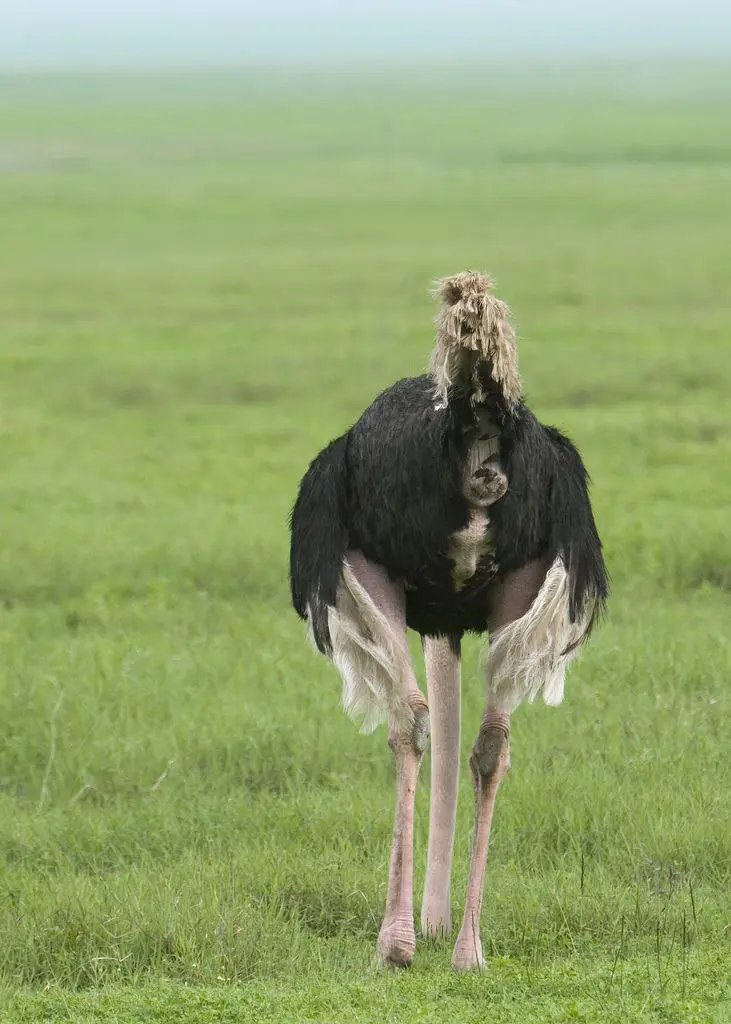 Ты - страус? | Сетка — социальная сеть от hh.ru