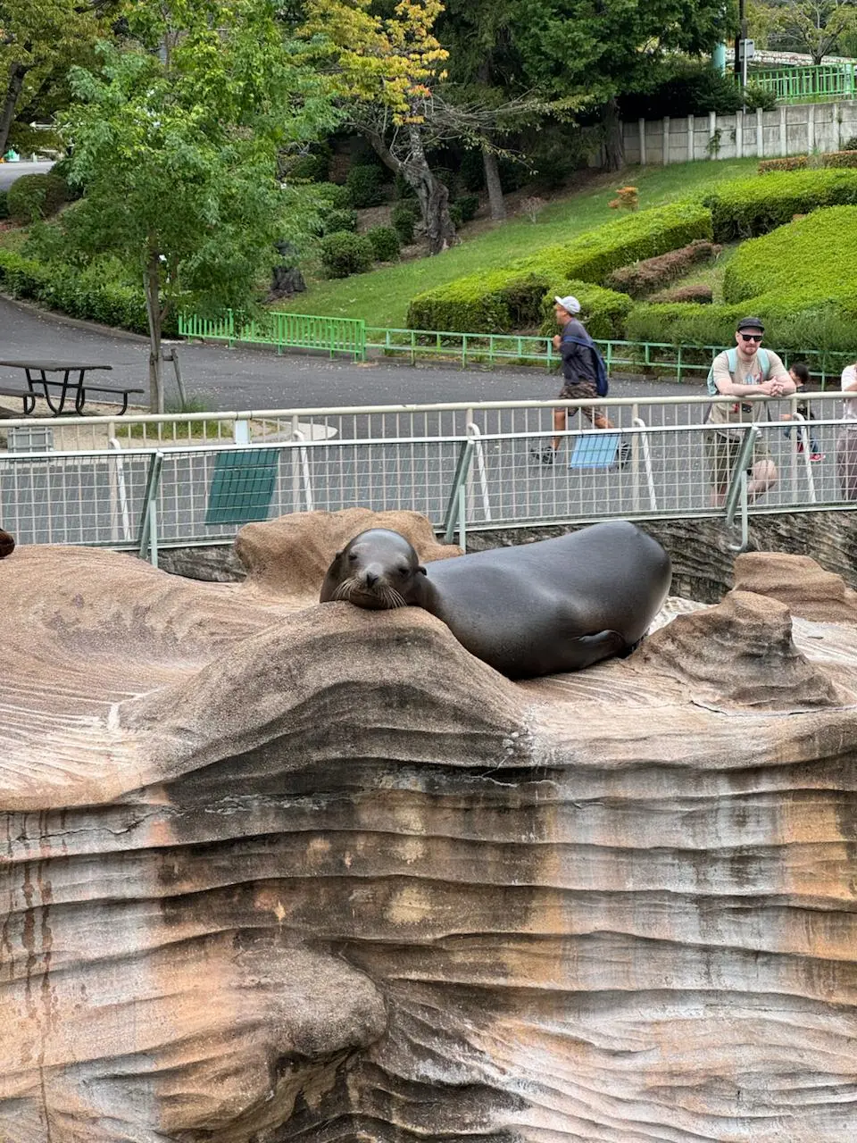 🇯🇵Что делать в Нагое?
Музей Тойоты? Шоппинг? Может, но в следующий раз! Всё меркнет, если я вижу в городе хороший зоопарк! Особенно, если зоопарк соответствует всем требованиям | Сетка — социальная сеть от hh.ru