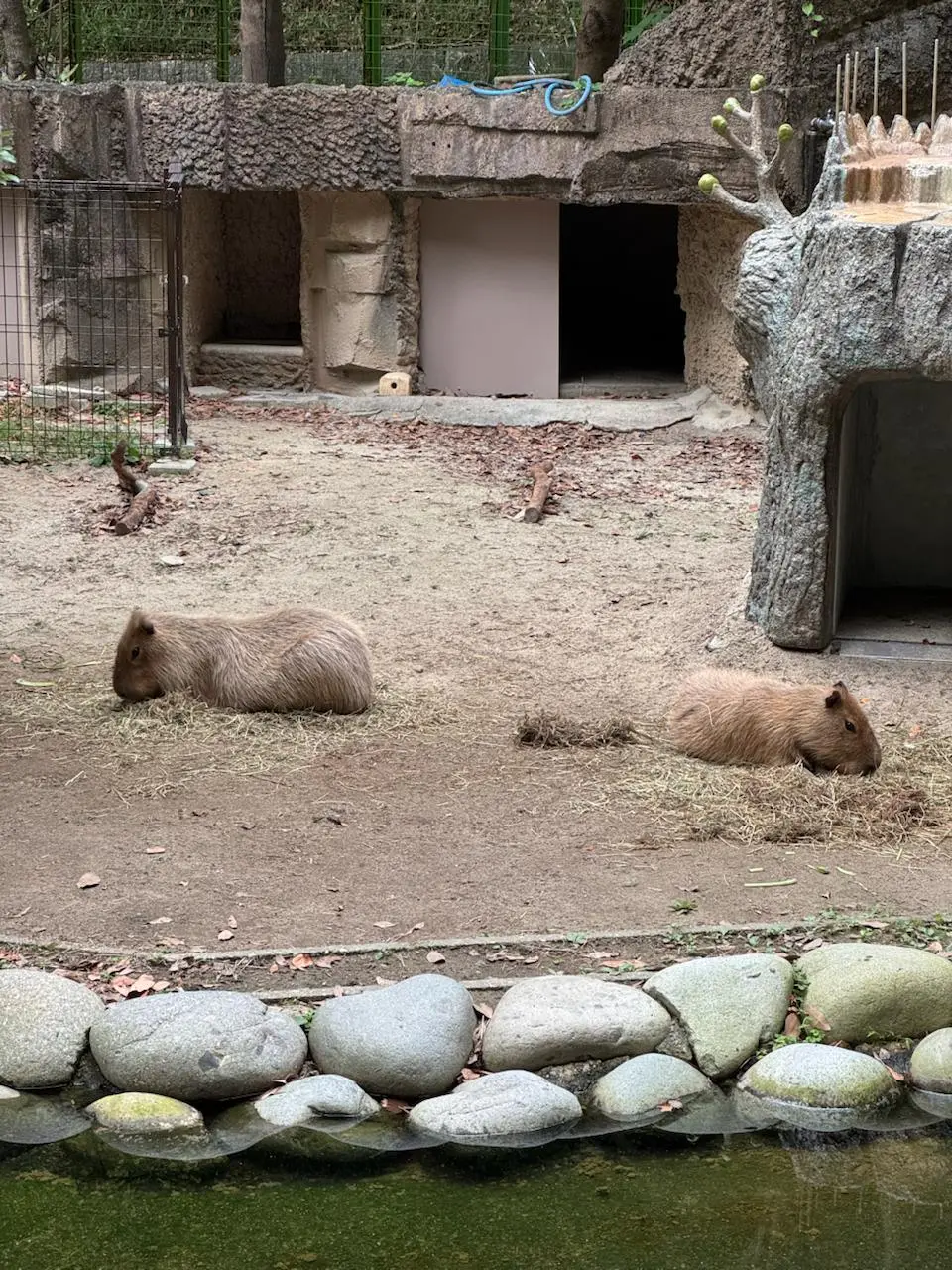 🇯🇵Что делать в Нагое?
Музей Тойоты? Шоппинг? Может, но в следующий раз! Всё меркнет, если я вижу в городе хороший зоопарк! Особенно, если зоопарк соответствует всем требованиям | Сетка — социальная сеть от hh.ru