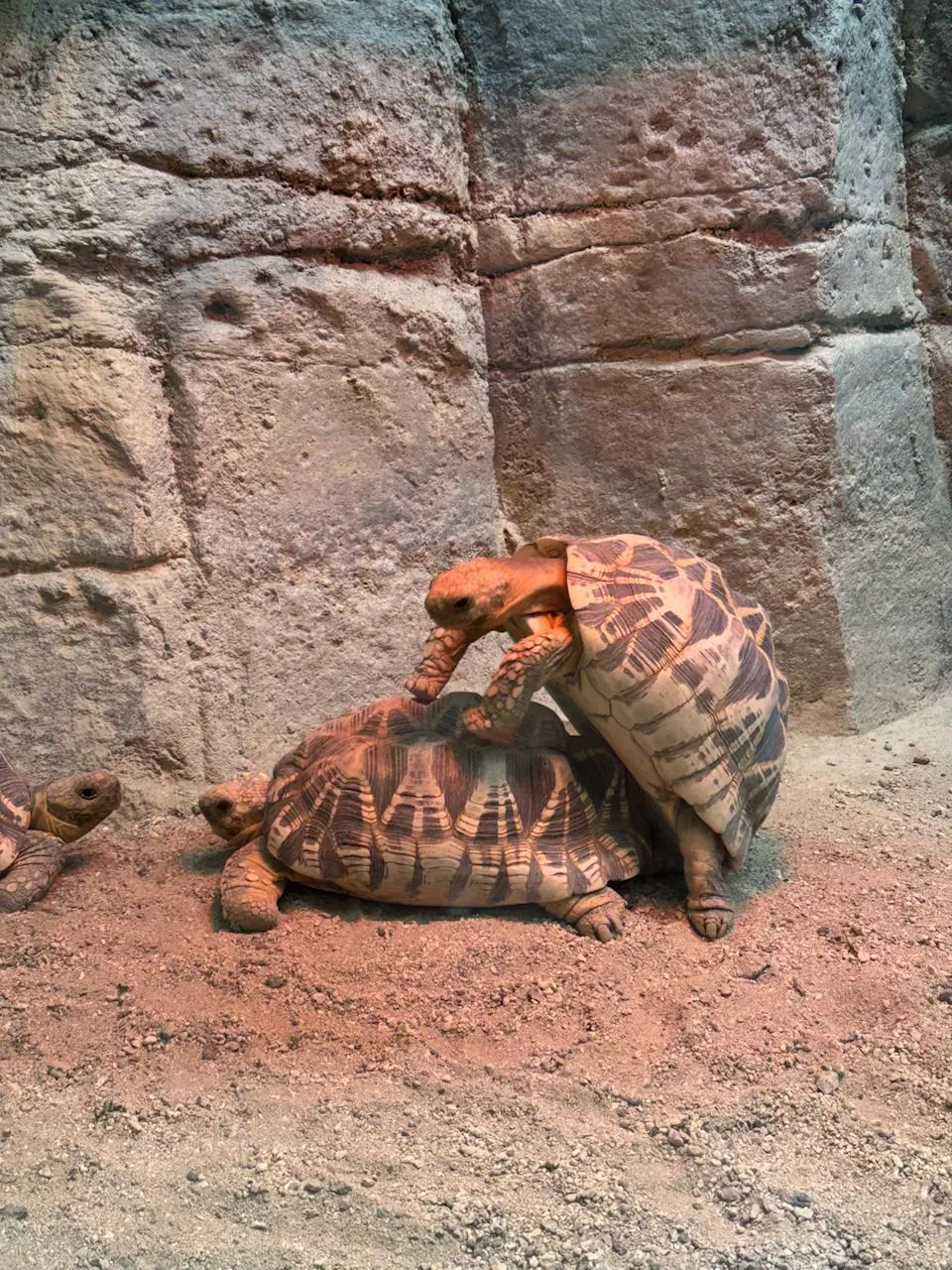 🇯🇵Что делать в Нагое?
Музей Тойоты? Шоппинг? Может, но в следующий раз! Всё меркнет, если я вижу в городе хороший зоопарк! Особенно, если зоопарк соответствует всем требованиям | Сетка — социальная сеть от hh.ru