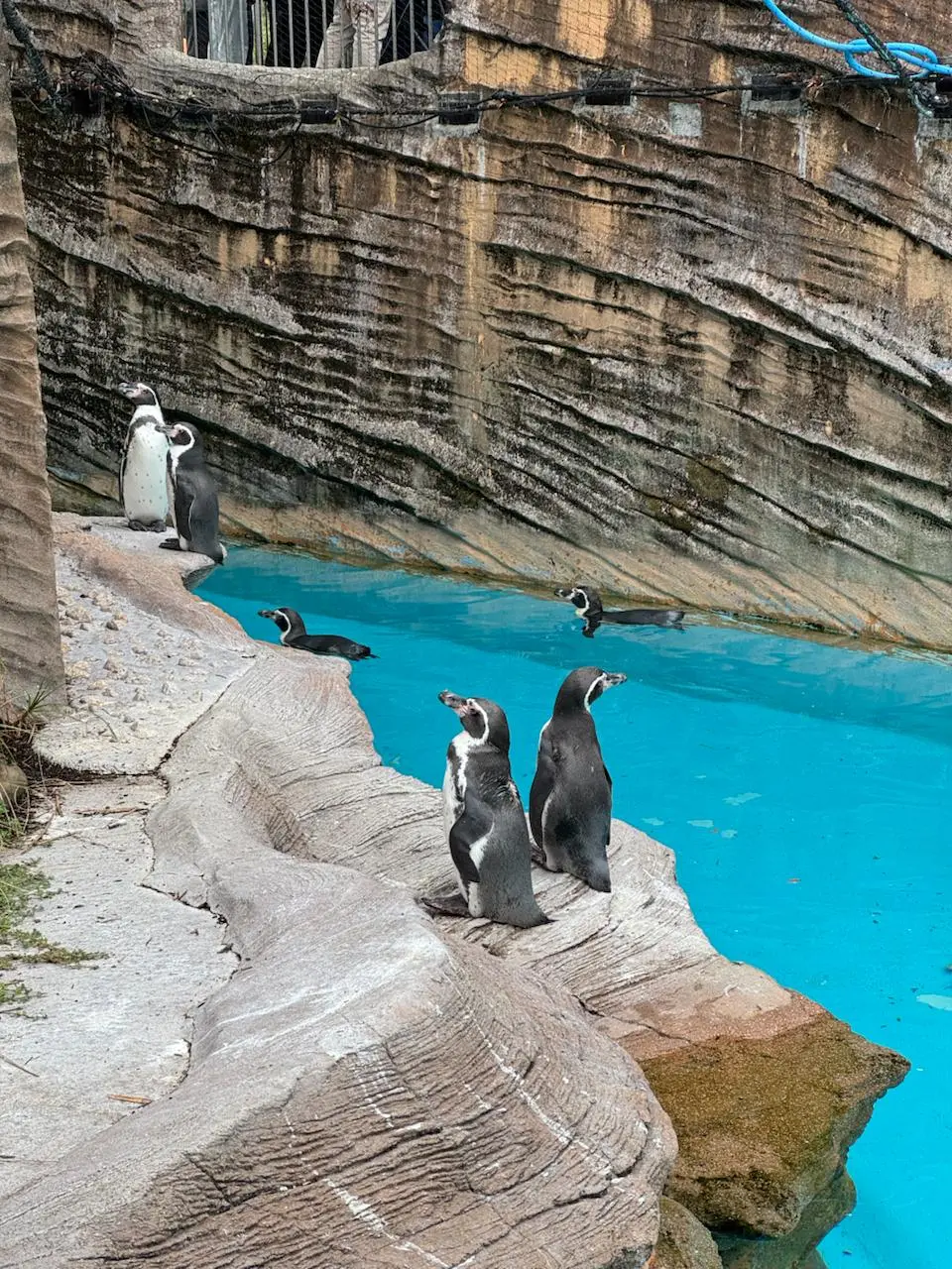 🇯🇵Что делать в Нагое?
Музей Тойоты? Шоппинг? Может, но в следующий раз! Всё меркнет, если я вижу в городе хороший зоопарк! Особенно, если зоопарк соответствует всем требованиям | Сетка — социальная сеть от hh.ru