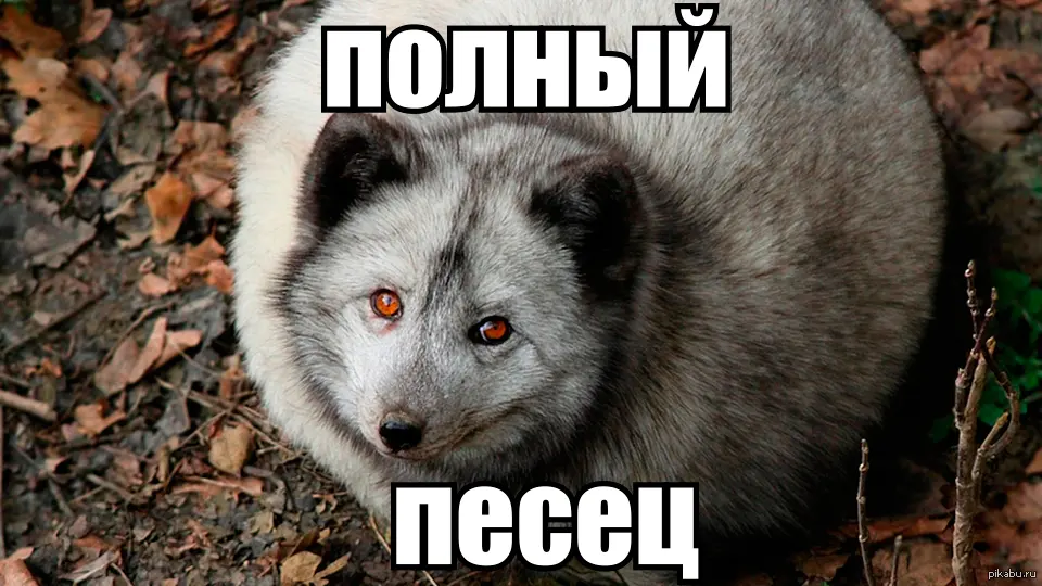 Снова несутся посты "скоро всё йопницо"🙄 | Сетка — социальная сеть от hh.ru