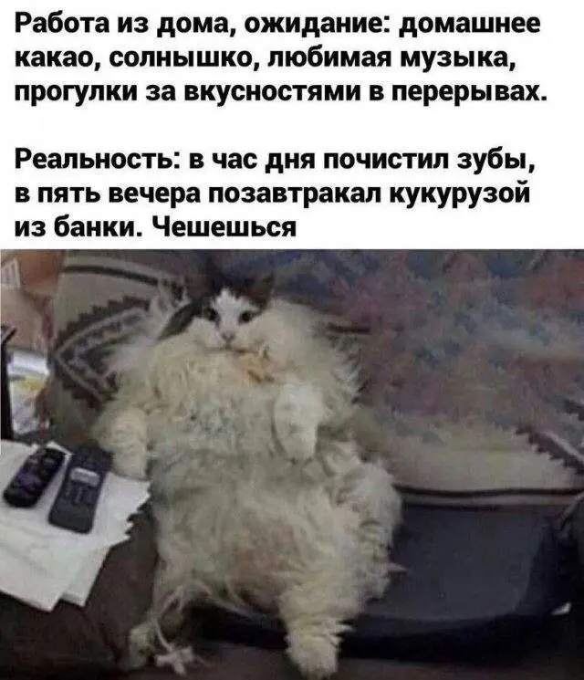 Удаленщики, узнали себя? | Сетка — социальная сеть от hh.ru