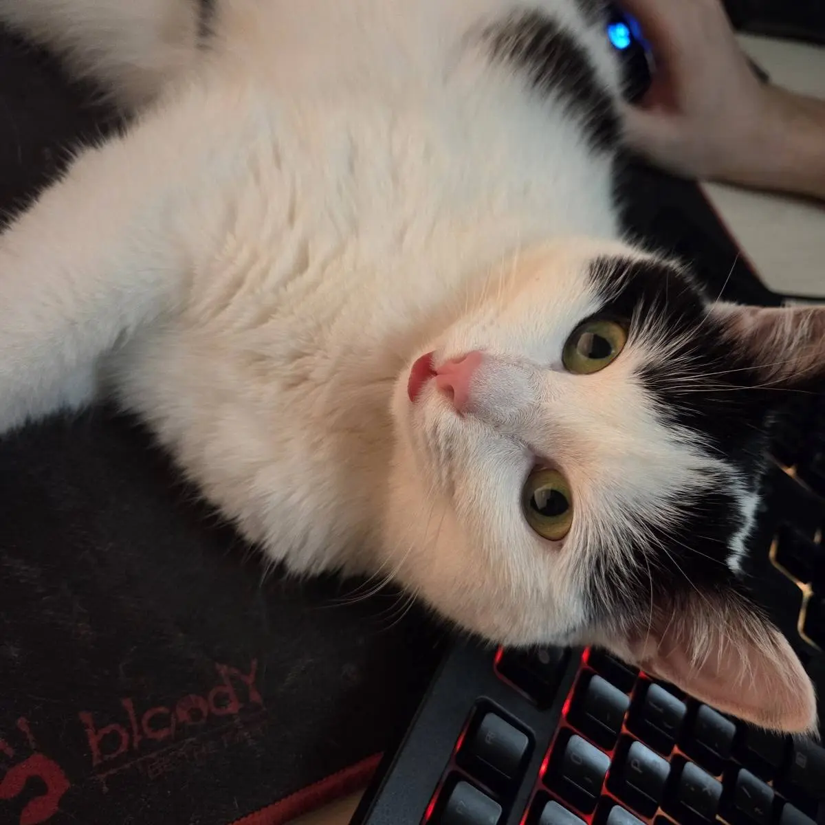 Network member avatar