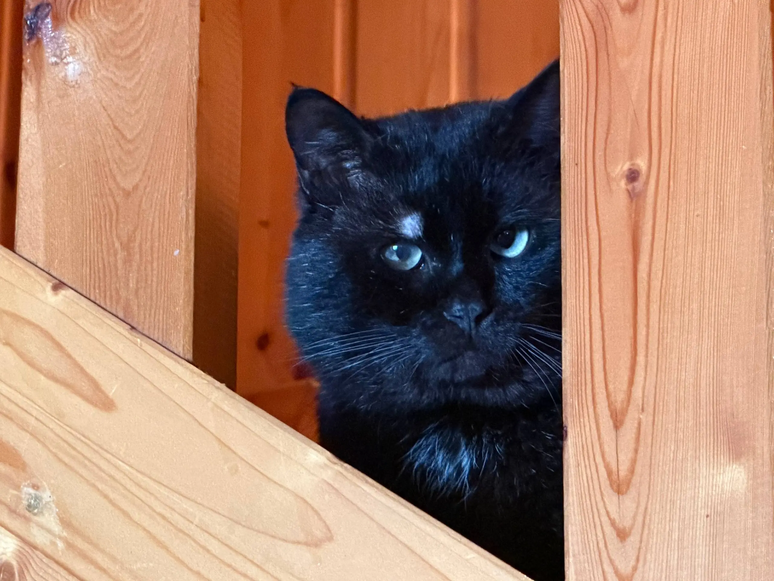 СДЕЛАЙТЕ ДОБРОЕ ДЕЛО СПАСИТЕ 9 КОШЕК, ОСТАВШИХСЯ БЕЗ ДОМА! 🐾
В связи с внезапной смертью хозяйки, ищу дом для 9 кошек и одной собаки. Все они жили в любви и заботе, а сейчас остались совсем одни | Сетка — социальная сеть от hh.ru