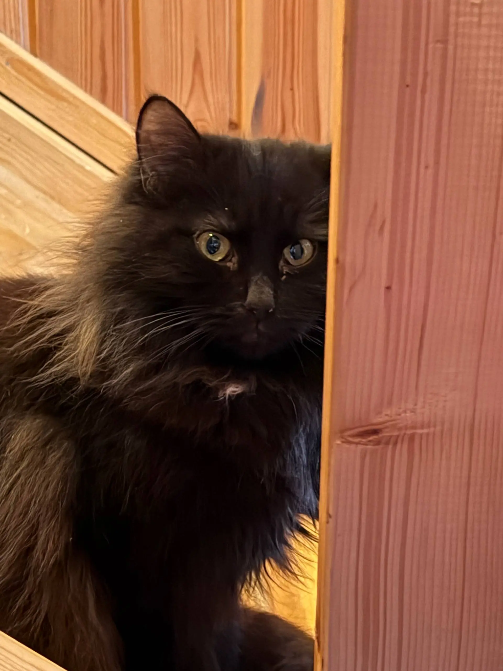 СДЕЛАЙТЕ ДОБРОЕ ДЕЛО СПАСИТЕ 9 КОШЕК, ОСТАВШИХСЯ БЕЗ ДОМА! 🐾
В связи с внезапной смертью хозяйки, ищу дом для 9 кошек и одной собаки. Все они жили в любви и заботе, а сейчас остались совсем одни | Сетка — социальная сеть от hh.ru