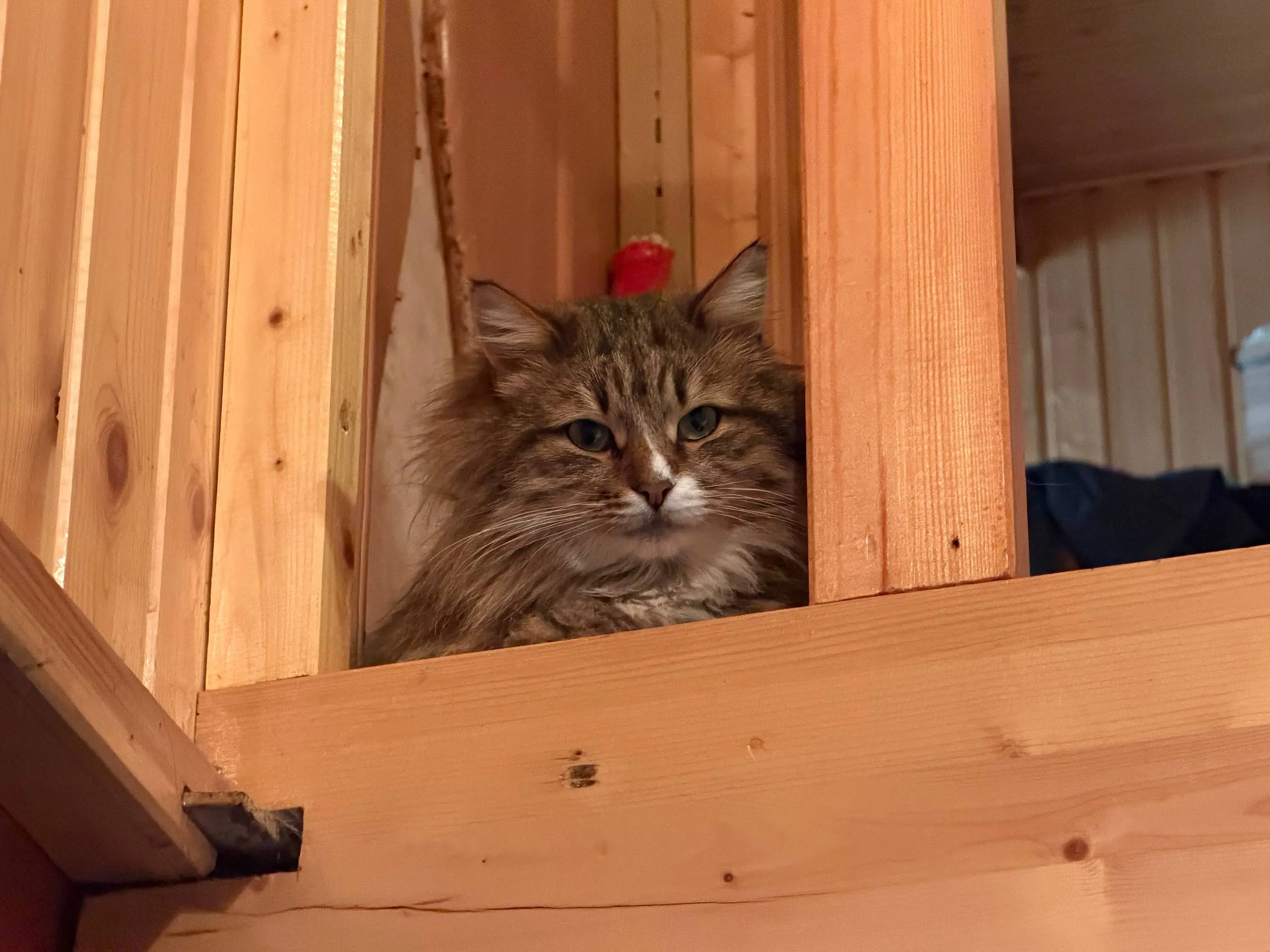 СДЕЛАЙТЕ ДОБРОЕ ДЕЛО СПАСИТЕ 9 КОШЕК, ОСТАВШИХСЯ БЕЗ ДОМА! 🐾
В связи с внезапной смертью хозяйки, ищу дом для 9 кошек и одной собаки. Все они жили в любви и заботе, а сейчас остались совсем одни | Сетка — социальная сеть от hh.ru