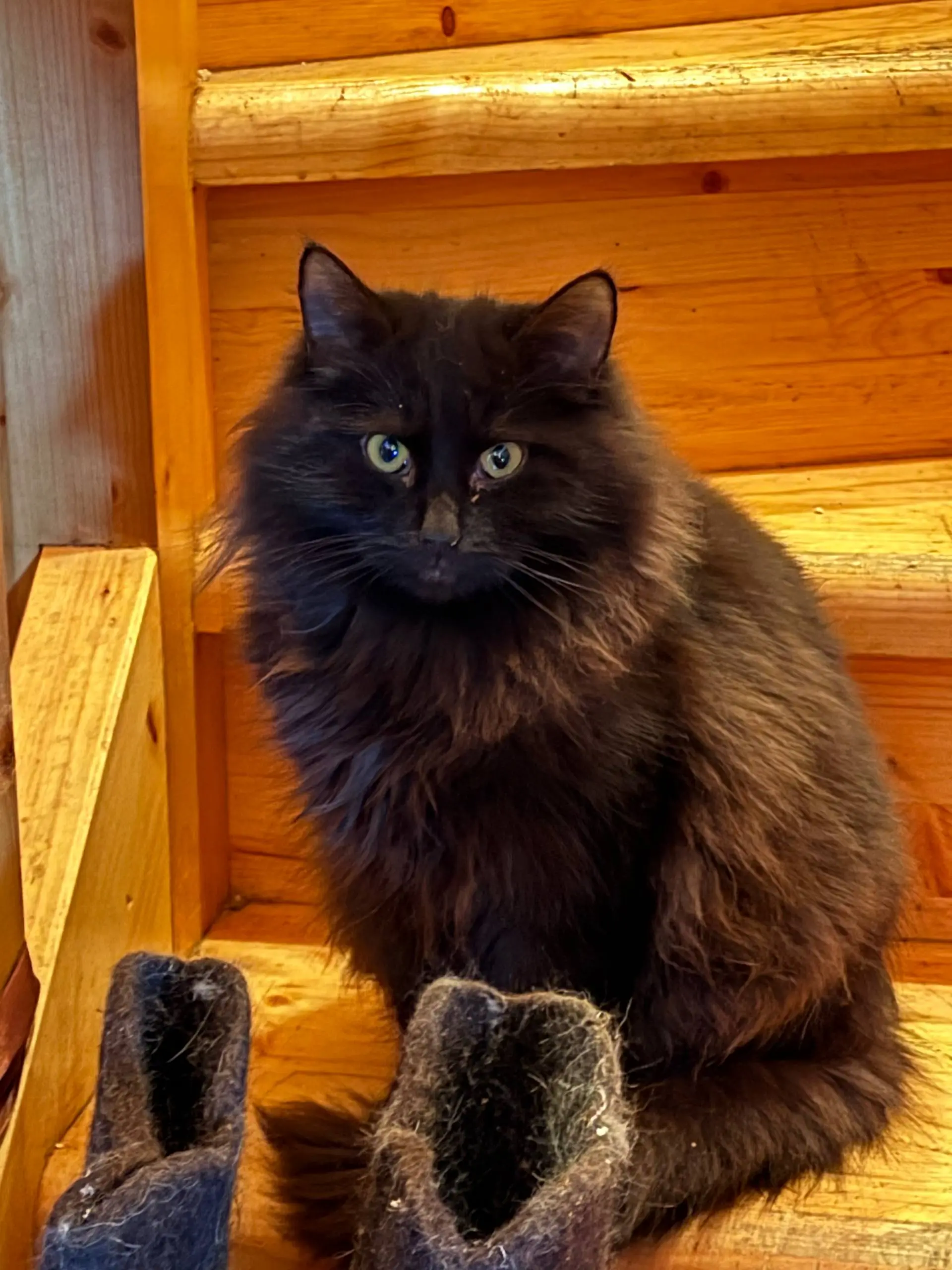 СДЕЛАЙТЕ ДОБРОЕ ДЕЛО СПАСИТЕ 9 КОШЕК, ОСТАВШИХСЯ БЕЗ ДОМА! 🐾
В связи с внезапной смертью хозяйки, ищу дом для 9 кошек и одной собаки. Все они жили в любви и заботе, а сейчас остались совсем одни | Сетка — социальная сеть от hh.ru