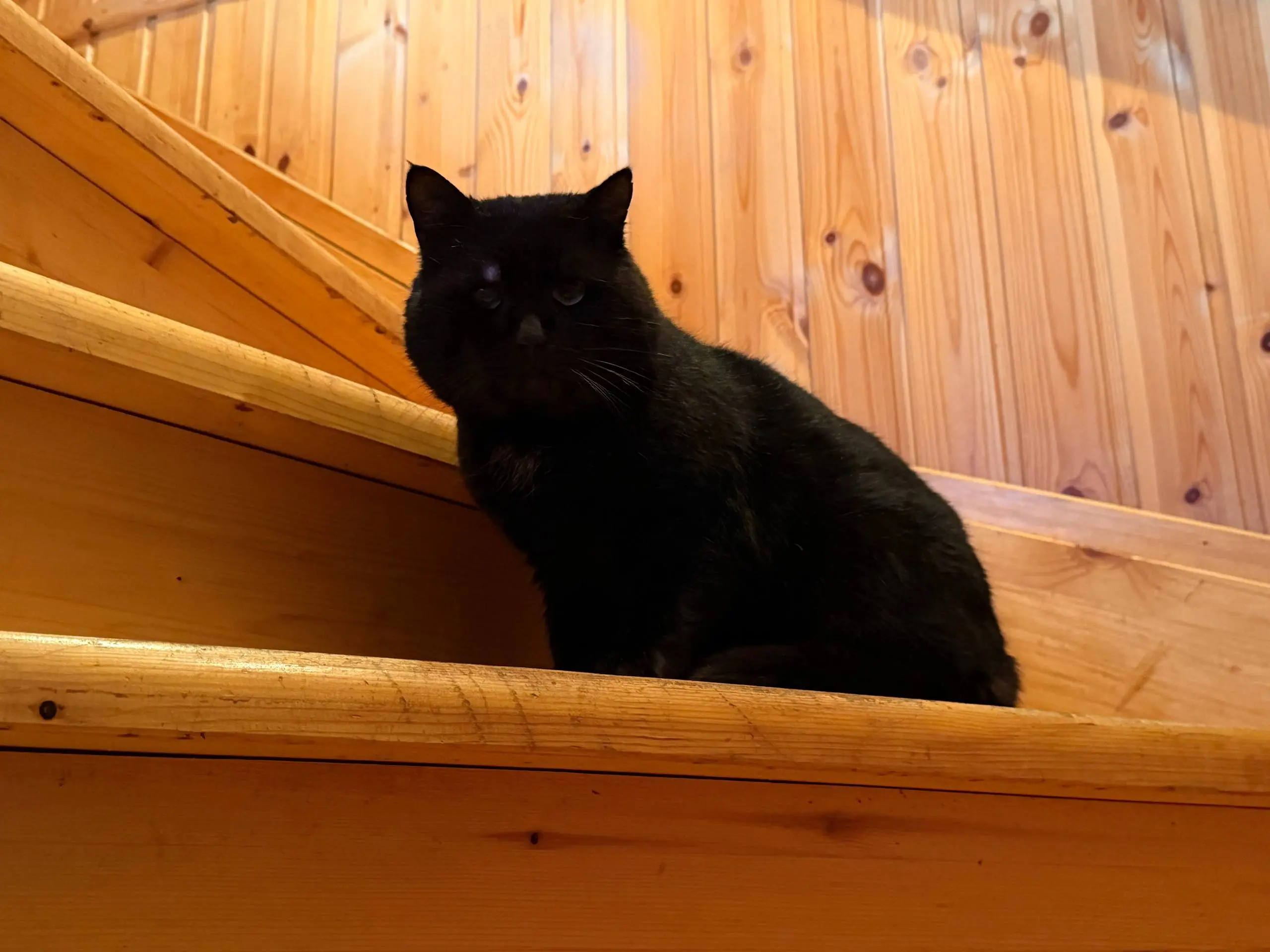 СДЕЛАЙТЕ ДОБРОЕ ДЕЛО СПАСИТЕ 9 КОШЕК, ОСТАВШИХСЯ БЕЗ ДОМА! 🐾
В связи с внезапной смертью хозяйки, ищу дом для 9 кошек и одной собаки. Все они жили в любви и заботе, а сейчас остались совсем одни | Сетка — социальная сеть от hh.ru