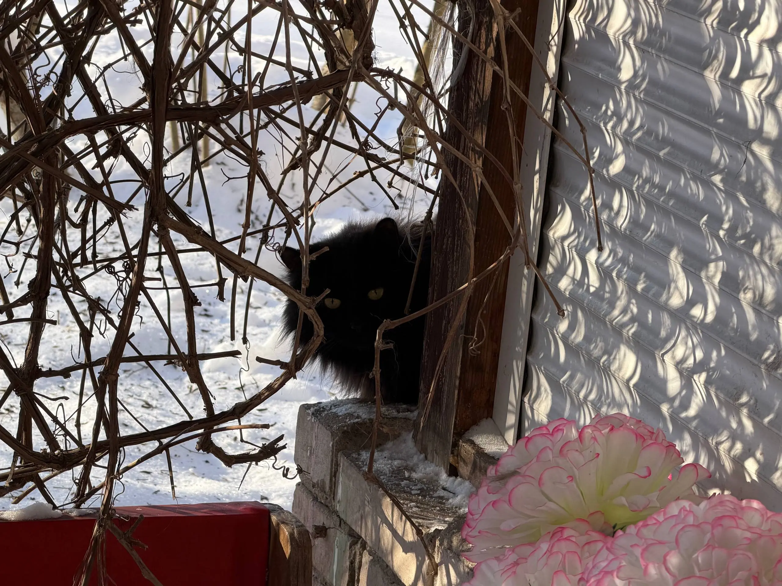 СДЕЛАЙТЕ ДОБРОЕ ДЕЛО СПАСИТЕ 9 КОШЕК, ОСТАВШИХСЯ БЕЗ ДОМА! 🐾
В связи с внезапной смертью хозяйки, ищу дом для 9 кошек и одной собаки. Все они жили в любви и заботе, а сейчас остались совсем одни | Сетка — социальная сеть от hh.ru