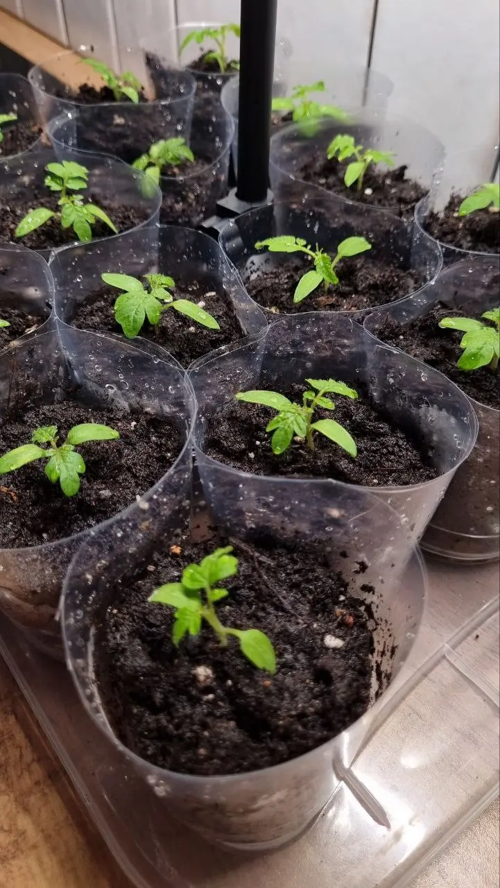 Хатити граматных сатрудникаф? Посорите на свои вакансии 😅 | Сетка — социальная сеть от hh.ru