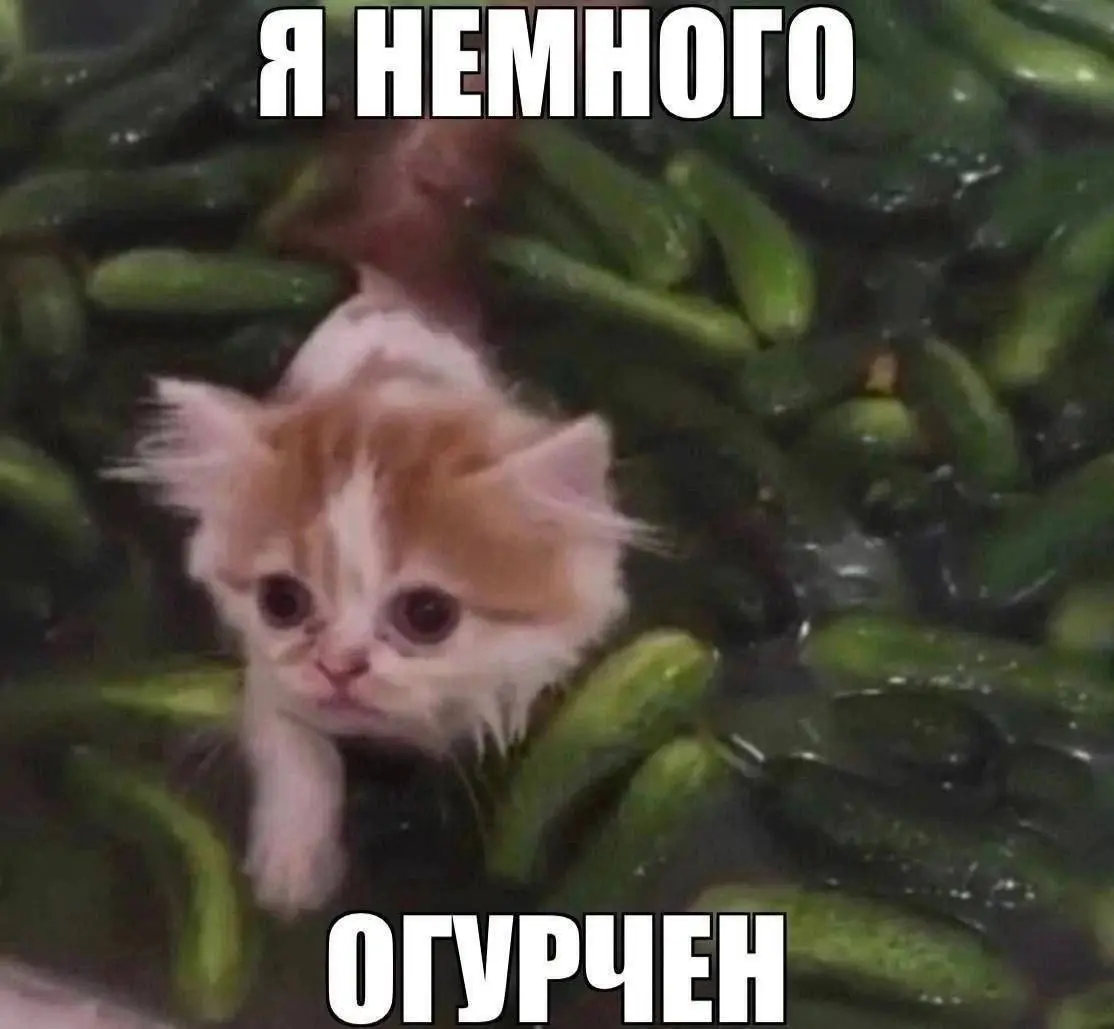 День автоматических отказов объявляю открытым!
Сегодня словила стрик отказов по причине отсутствия технического образования. И ок было бы, если в ваканасии это указано как требование, но нет же. | Сетка — социальная сеть от hh.ru