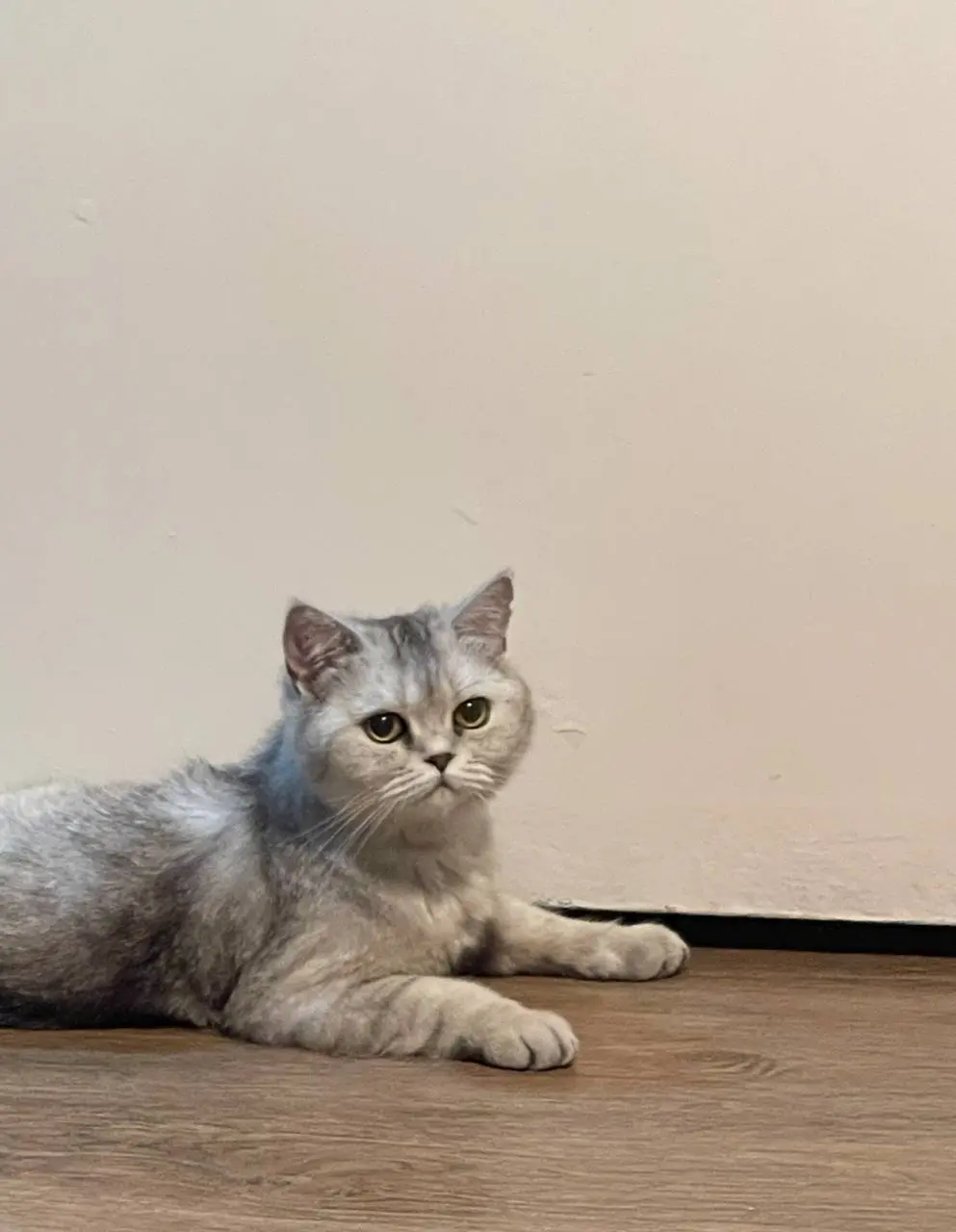 Недавно нашла ее фото, как она выглядела год назад. У меня ощущение, что мы кошку лет на 5 состарили 🥲 | Сетка — социальная сеть от hh.ru