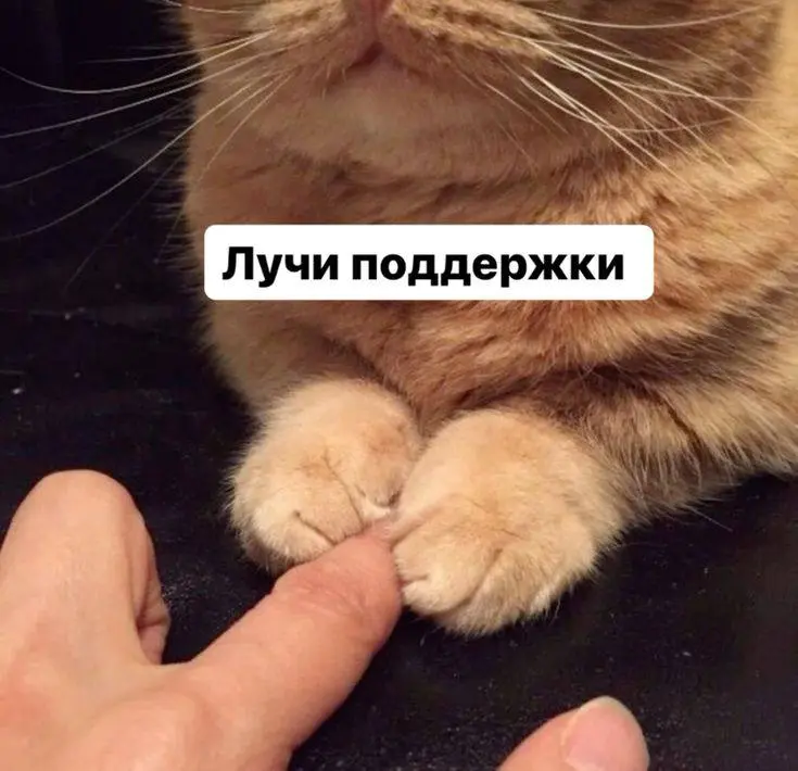 Держимся, котики. В такие моменты мы растем и учимся мыслить шире
Ищем позитив (((( | Сетка — социальная сеть от hh.ru