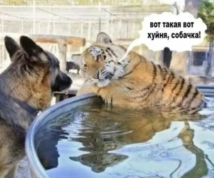 РУБРИКА: НАБЛЮДЕНИЯ | Сетка — социальная сеть от hh.ru
