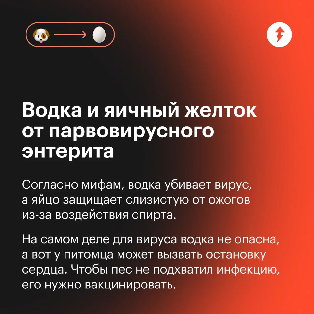 🐕: Я ветеринаров, конечно, тоже не очень люблю. Но лучше градусник потерпеть, чем вот это…
⚡️ Как позаботиться о виляющих хвостиками
#собаковедение | Сетка — социальная сеть от hh.ru