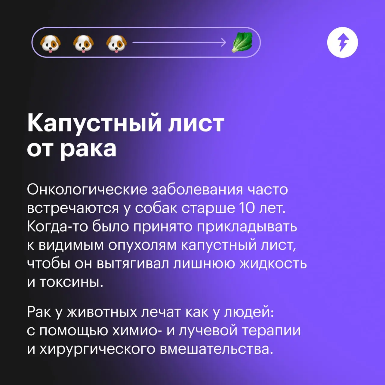 🐕: Я ветеринаров, конечно, тоже не очень люблю. Но лучше градусник потерпеть, чем вот это…
⚡️ Как позаботиться о виляющих хвостиками
#собаковедение | Сетка — социальная сеть от hh.ru