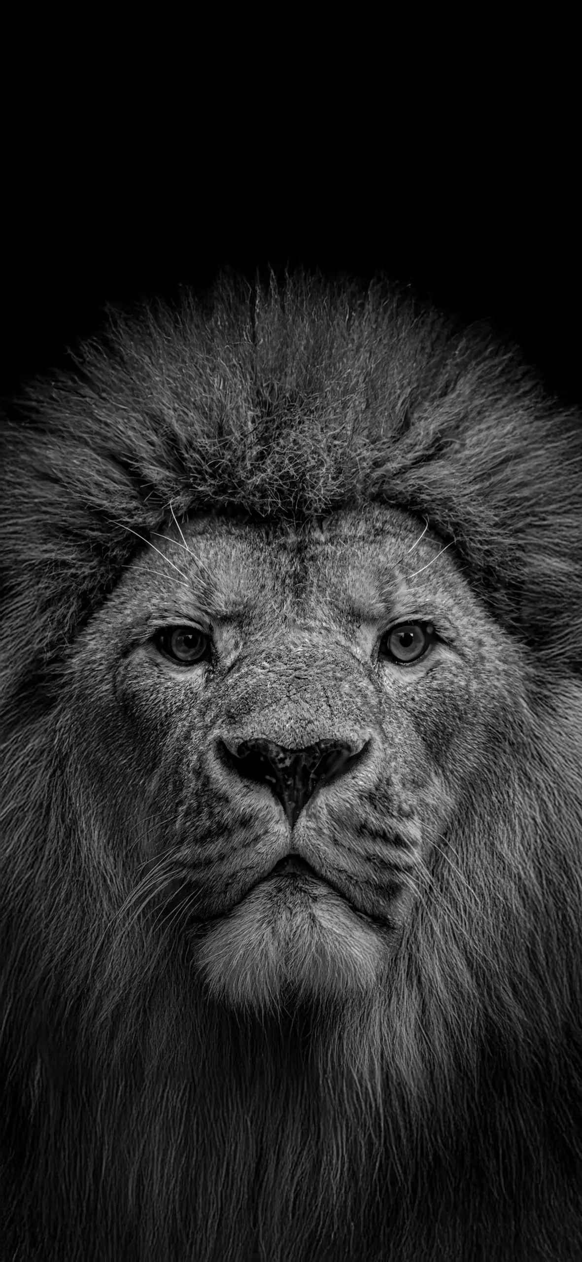 🦁 В зоопарке Новосибирска удалось сфоткать льва анфас (в лицо)
Вариант в посте – это обои на телефон (19.5:9). Красыво
📱 Полный размер
Теперь сделаю на канале склад с обоями
#заставка | Сетка — социальная сеть от hh.ru