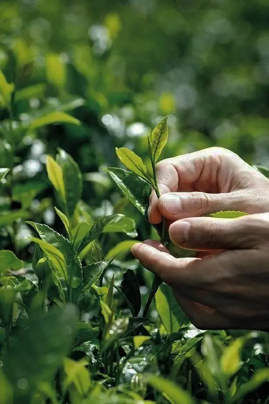 🌱 Аукцион белого чая 🌱
Весна уже рядом. Это значит, что в Сочи начинается сбор самого редкого чая — весеннего белого 🌸
Он не скручивается.
Не ферментируется | Сетка — социальная сеть от hh.ru
