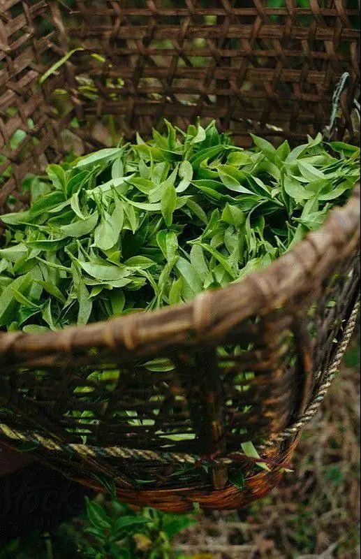 🌱 Аукцион белого чая 🌱
Весна уже рядом. Это значит, что в Сочи начинается сбор самого редкого чая — весеннего белого 🌸
Он не скручивается.
Не ферментируется | Сетка — социальная сеть от hh.ru