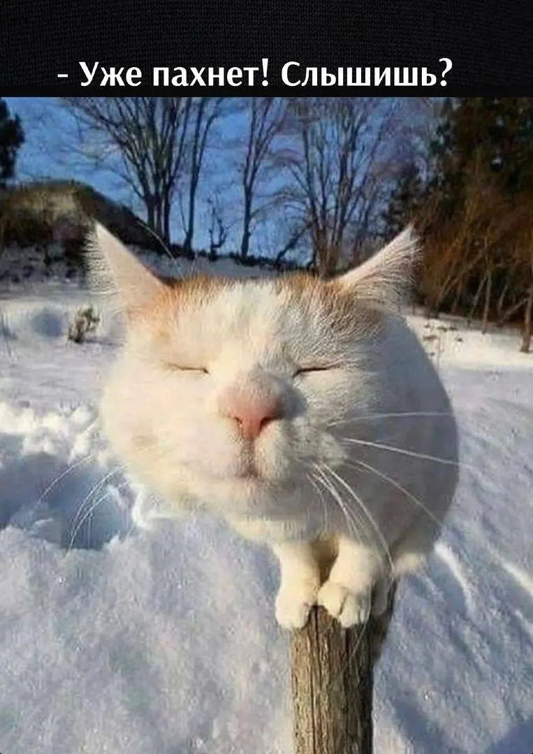 Ну что, завтра весна ☀️
Готовы?😂
p.s кидайте мемчики, будем топить снег шутеечками | Сетка — социальная сеть от hh.ru