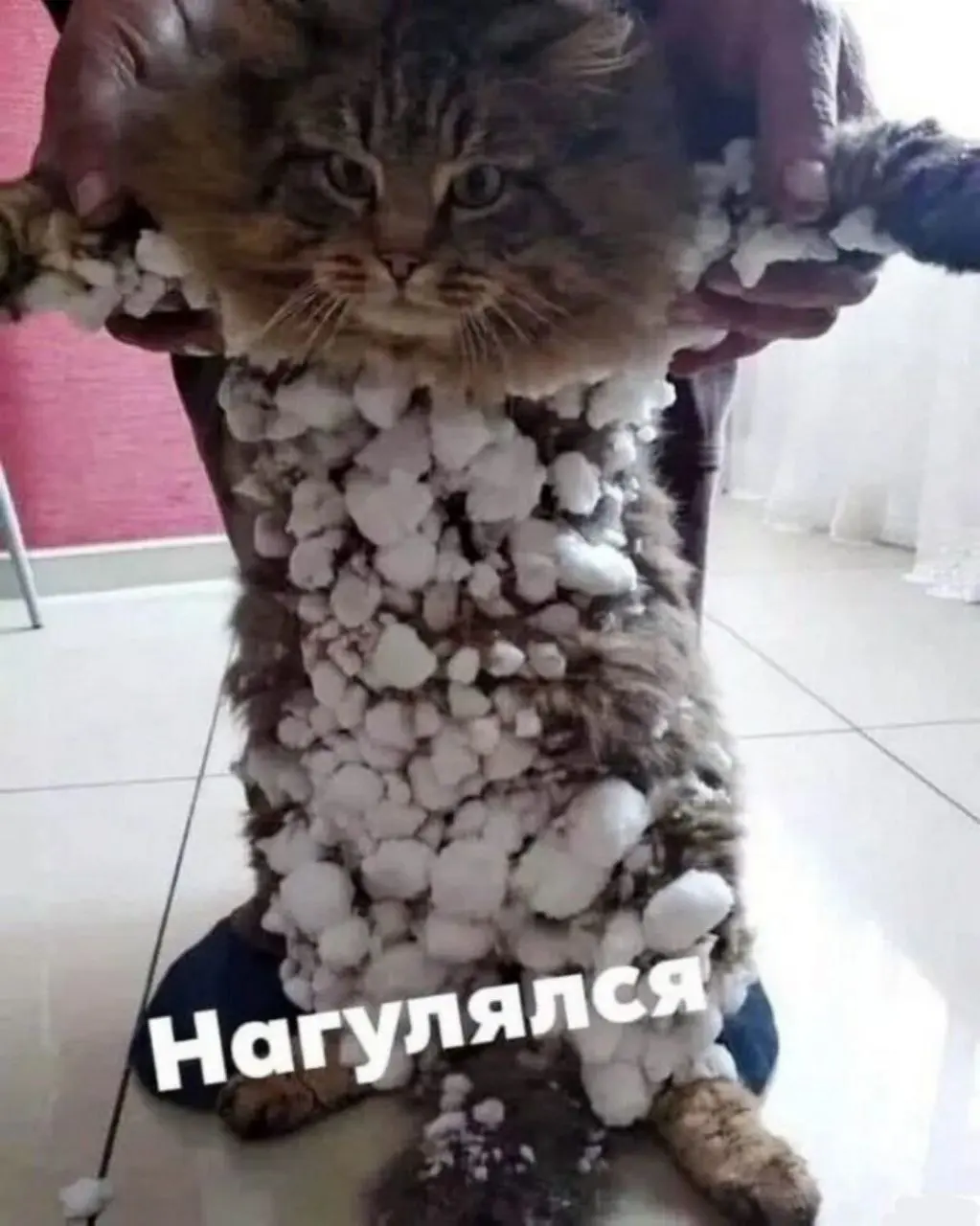 Теперь точно пора домой 😂
#Юмор@poldner #Коты@poldner | Сетка — социальная сеть от hh.ru