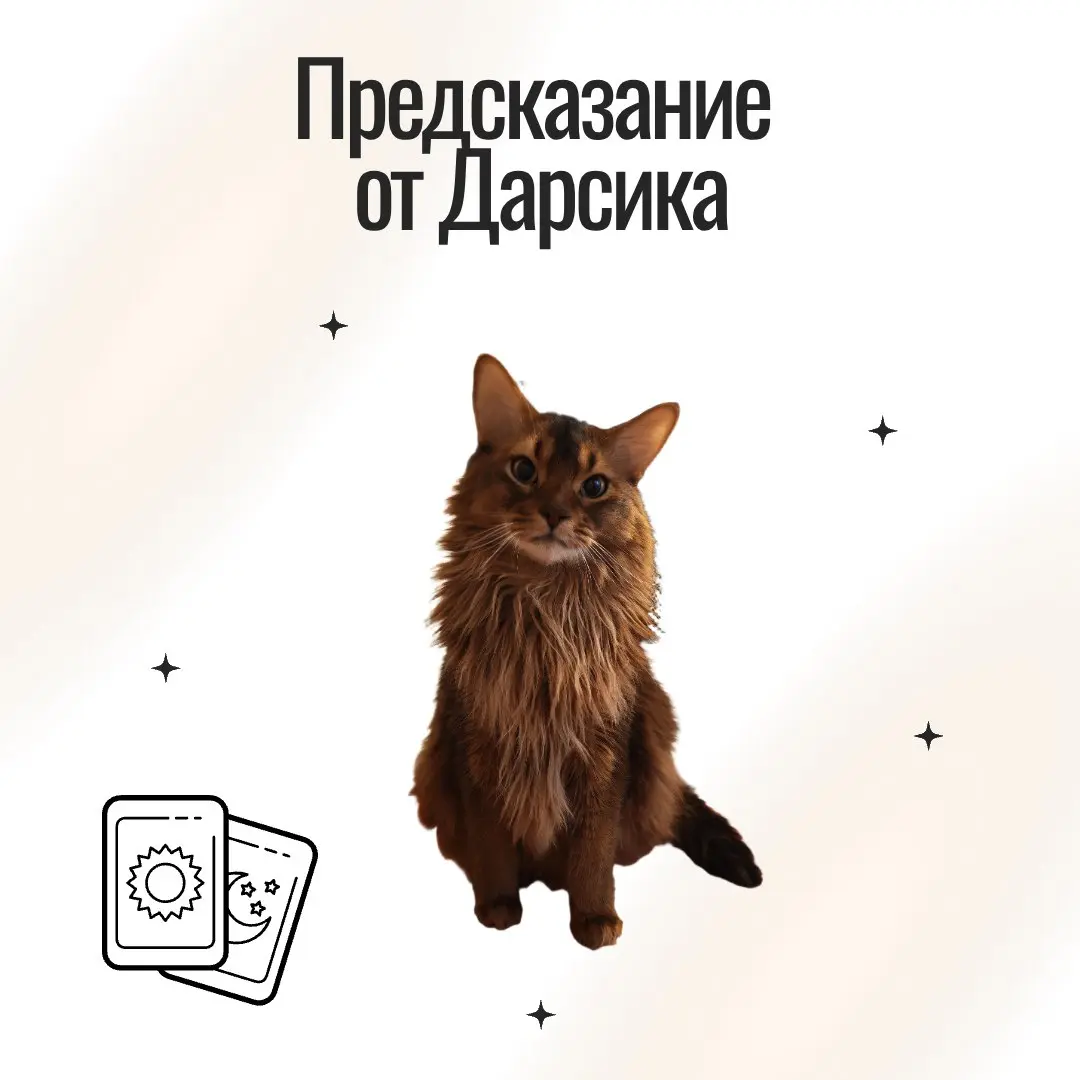 Ко Дню кошки предсказание по Таро удивительных кошек от мистера Дарси, моего плюшевого сотренера.
💛Тяните карту и наслаждайтесь праздничным днем | Сетка — социальная сеть от hh.ru
