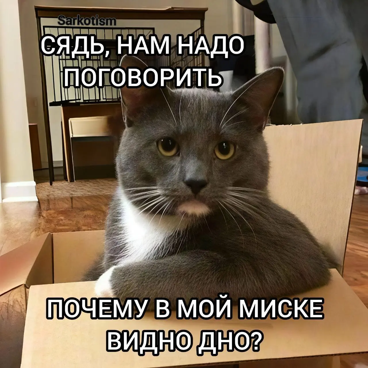 Засуха 😂
#Юмор@poldner #Коты@poldner | Сетка — социальная сеть от hh.ru