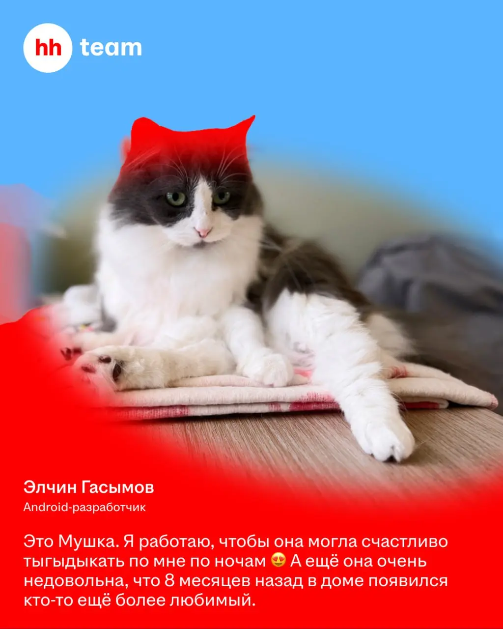 Мы знаем, зачем работаем: чтобы обеспечить нашим котам лучшую жизнь | Сетка — социальная сеть от hh.ru
