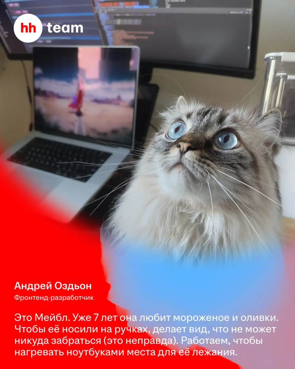 Мы знаем, зачем работаем: чтобы обеспечить нашим котам лучшую жизнь | Сетка — социальная сеть от hh.ru