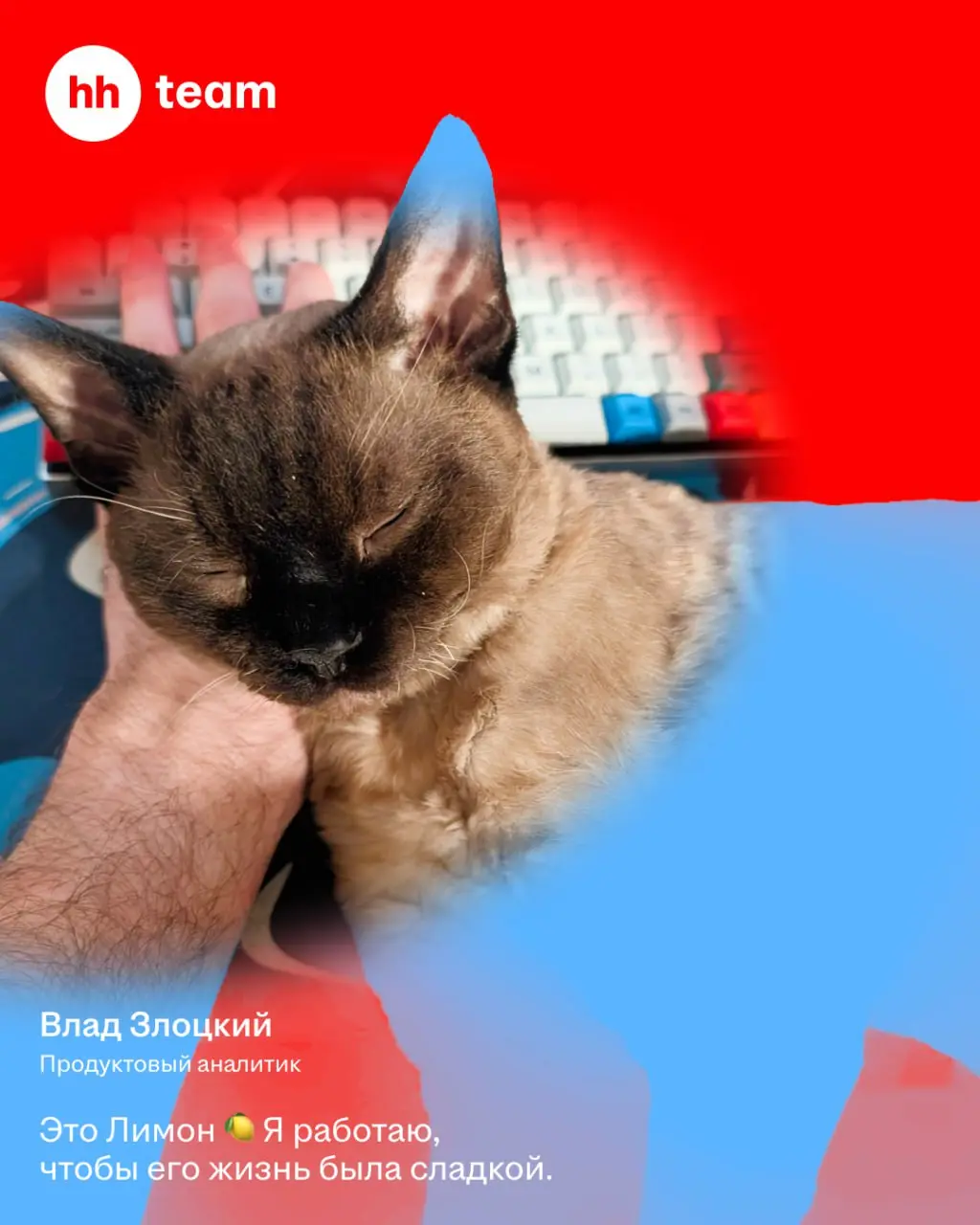Мы знаем, зачем работаем: чтобы обеспечить нашим котам лучшую жизнь | Сетка — социальная сеть от hh.ru