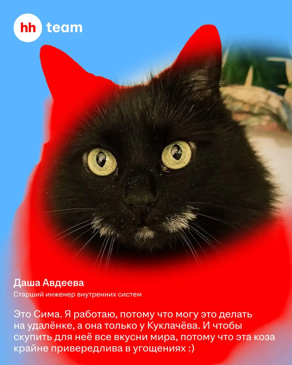 Мы знаем, зачем работаем: чтобы обеспечить нашим котам лучшую жизнь | Сетка — социальная сеть от hh.ru