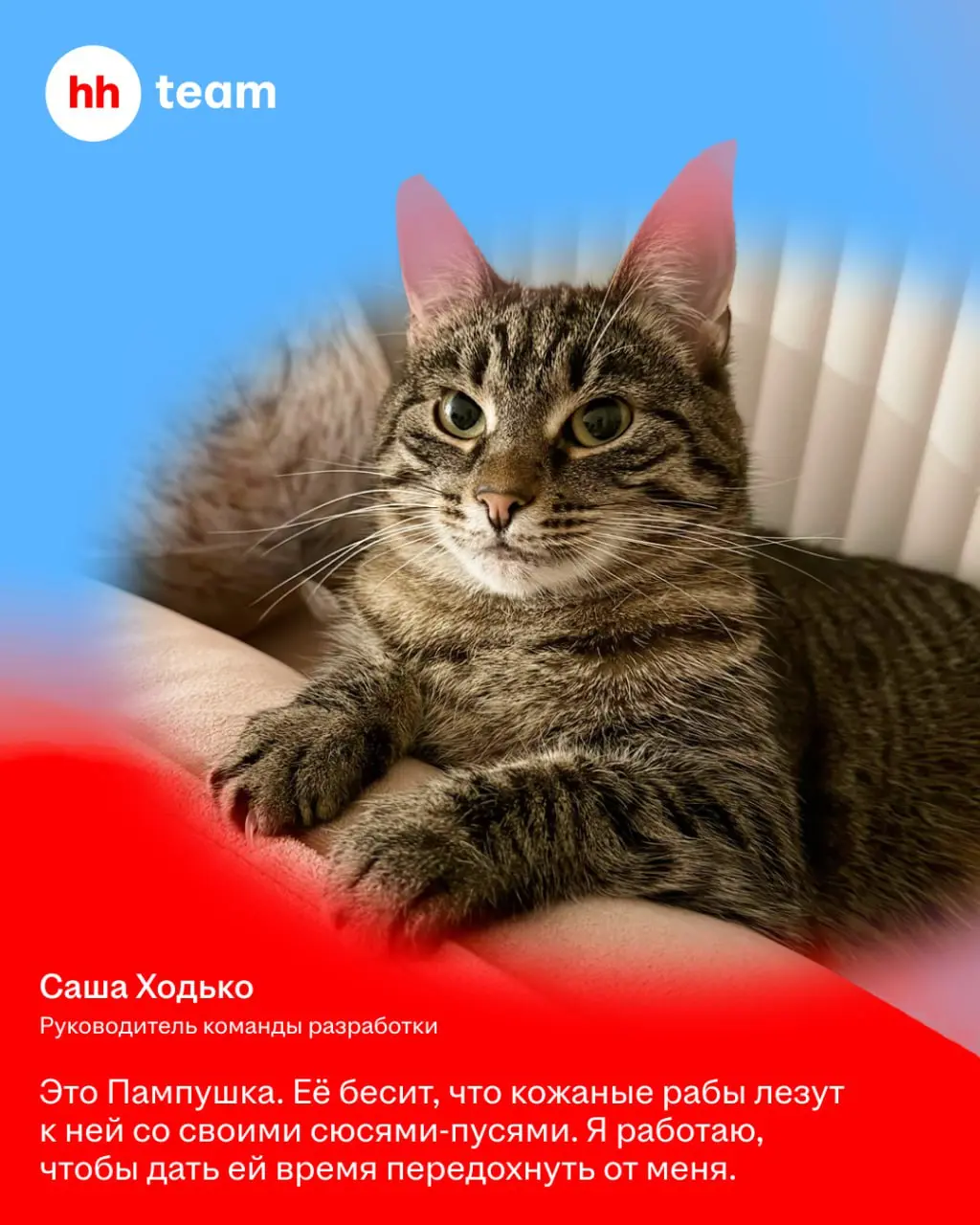 Мы знаем, зачем работаем: чтобы обеспечить нашим котам лучшую жизнь | Сетка — социальная сеть от hh.ru